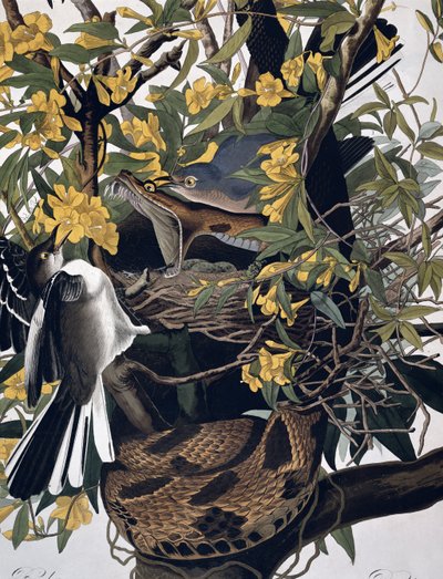 Mocking Birds and Rattlesnake, from Birds of America, engraved by Robert Havell (detail) by John James Audubon